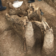 The skeletal remains of the two decapitated horses.